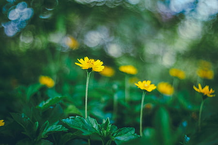 selective photography of yellow petaled flowers thumbnail