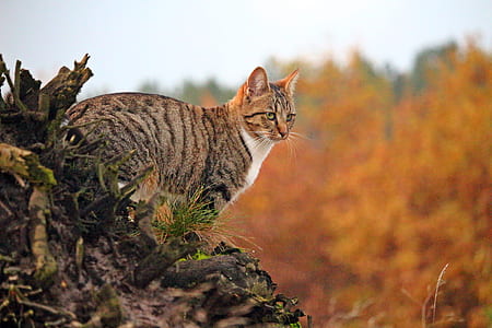 gray cat on cliff in selective focus photography thumbnail