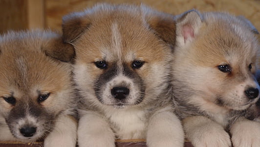 three white-and-brown puppies thumbnail