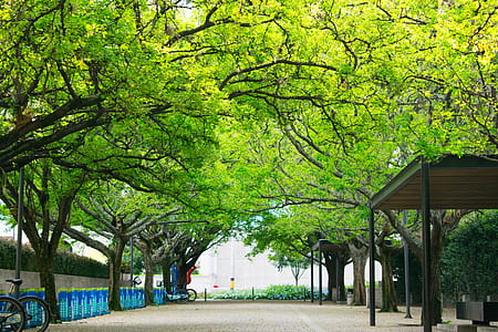 green trees thumbnail