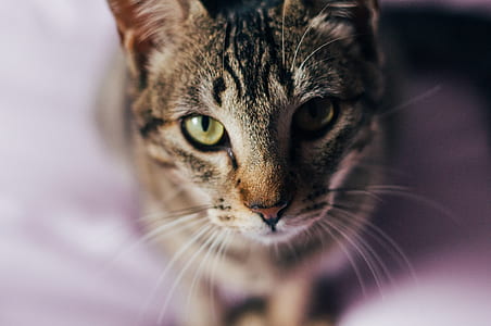 tilt-shift lens photo of brown tabby cat thumbnail