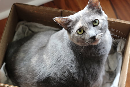 selective focus photography of gray cat thumbnail
