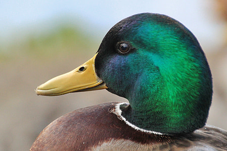 closeup photography of mallard duck head thumbnail