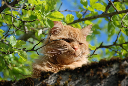 selective focus photography orange tabby cat thumbnail