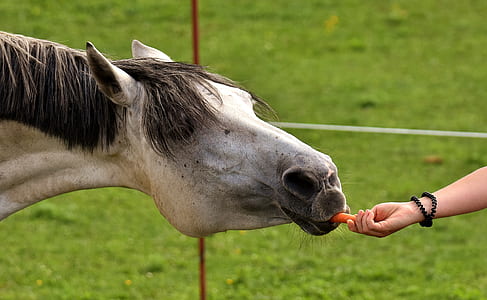 person feeding on horse thumbnail