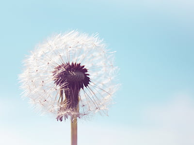 white dandelion thumbnail