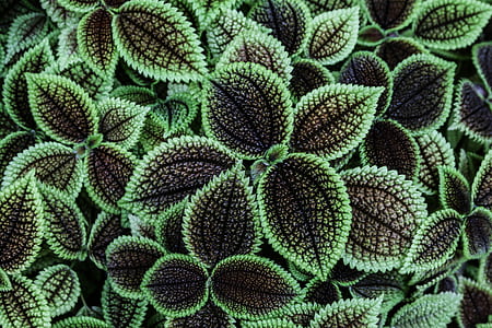 green-and-black leafed plants thumbnail