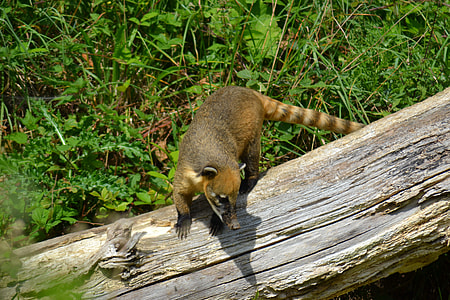 Coati, South American Coati thumbnail