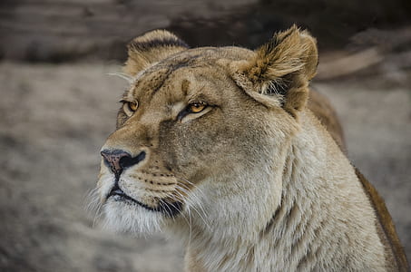 closeup photo of lioness thumbnail