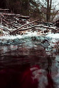 Close-up Photography of Body of Water Beside Tree Branches at Daytime thumbnail