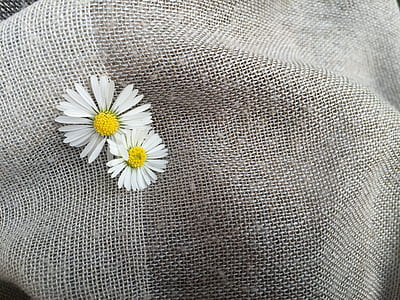 two white daisy flowers on gray textile thumbnail