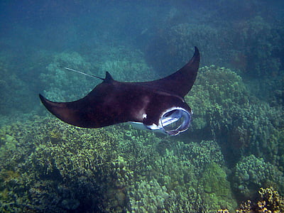 swimming stingray thumbnail
