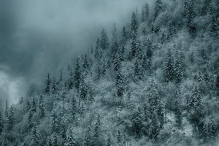 landmark photography of mountain with pine trees covered with fogs thumbnail