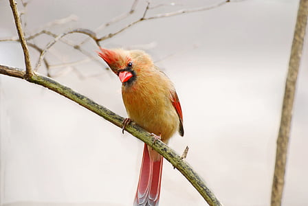 yellow and red bird on green bark thumbnail