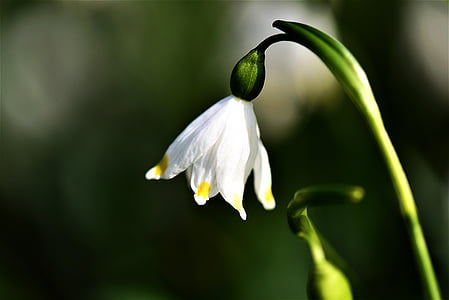 shallow focus photo of white petaled flower thumbnail