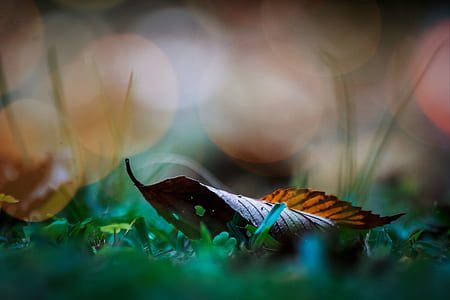 selective focus photography of dry leaf thumbnail