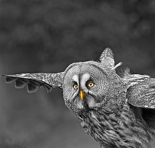 selective color photography of gray owl flying thumbnail