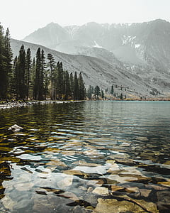 pine trees near body of water thumbnail