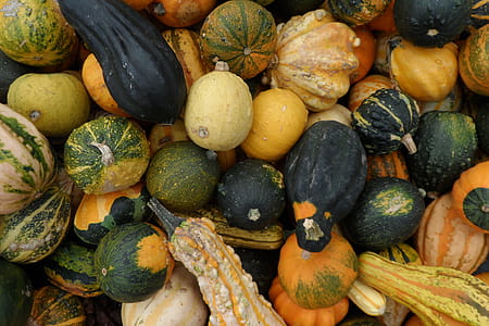Autumn Pumpkin thumbnail