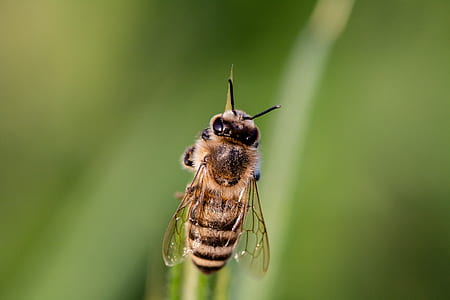 macro photography of beige bee piercing on plant thumbnail