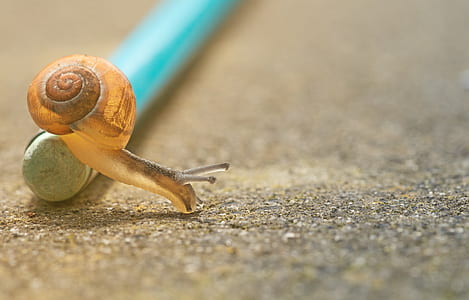 selective photography of snail on teal pole thumbnail