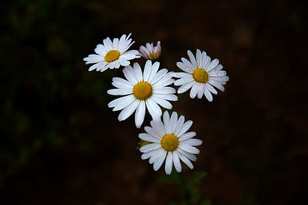 white flowers thumbnail