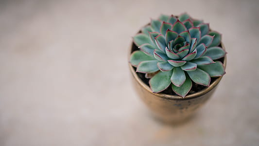 succulent plant flat lay photography thumbnail