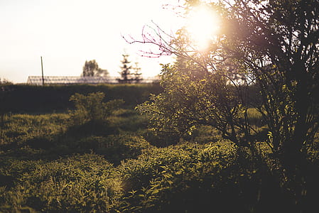 grass field thumbnail