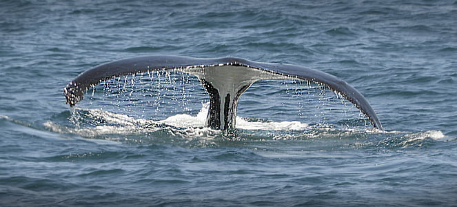 whale fluke thumbnail