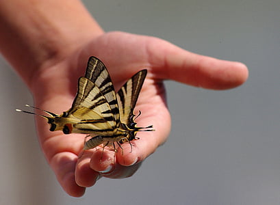 two brown butterflies on person's hand thumbnail