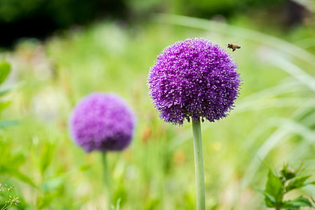 nature, flowers, purple, petals thumbnail