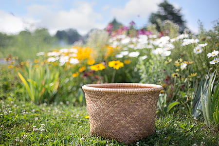 brown woven basket surrounded by flowers under cloudy blue sky thumbnail