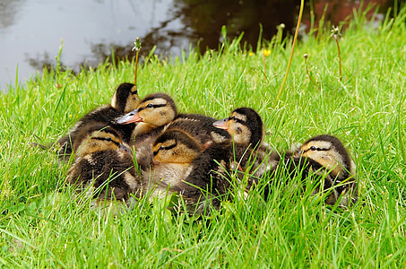 yellow-and-black ducklings on grass field thumbnail