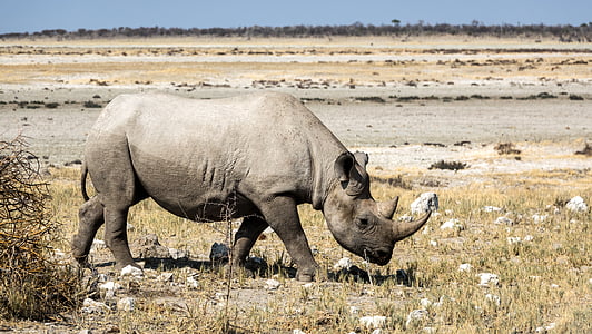 brown rhinoceros on green grass field thumbnail