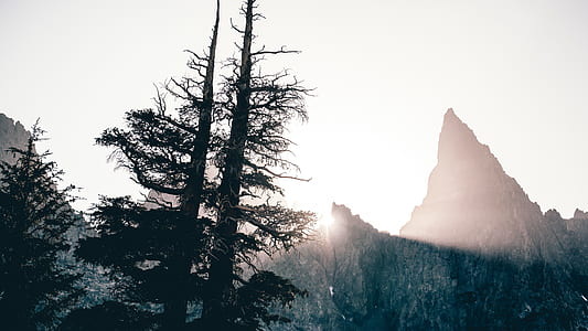 pine tree with pointed mountain background landscape phot thumbnail