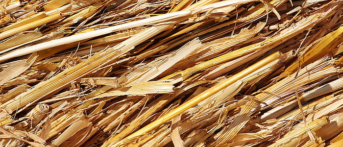 close up photo of wheat thumbnail
