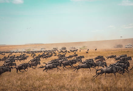 animals running in the field during daytime thumbnail