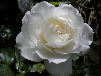 shallow focus photography of white flower thumbnail