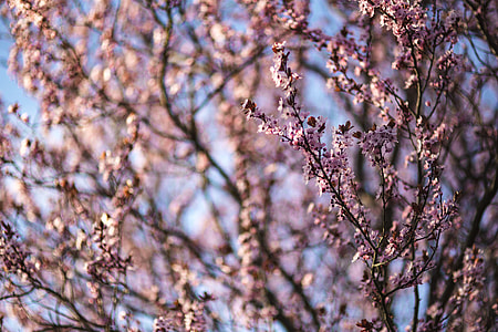 Pink spring flowers thumbnail