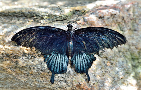 closeup photo of alpine blue swallowtail butterfly thumbnail