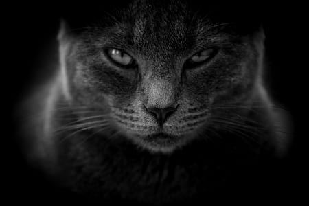 grayscale photography of cat thumbnail