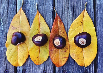 four nuts on leaves thumbnail