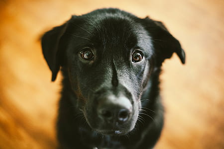 closeup photography of short-coated black dog thumbnail