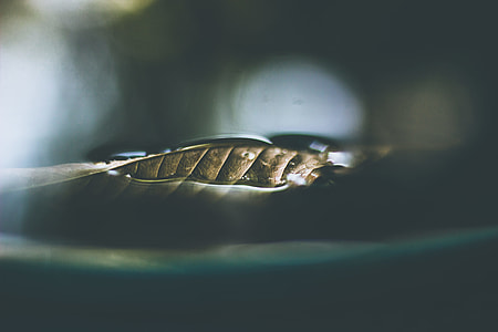 selective focus, photography, brown, leaf thumbnail