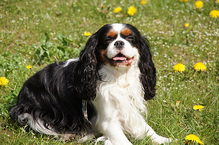 adult tricolor cavalier King Charles spaniel on grass field thumbnail