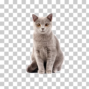 British Shorthair Kitten Dog–cat relationship Cat food, Cat, short-haired gray cat PNG clipart