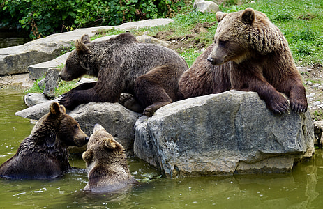 four brown grizzly bears on brown stone thumbnail