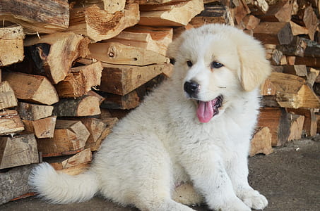 white dog sitting on firewoods thumbnail