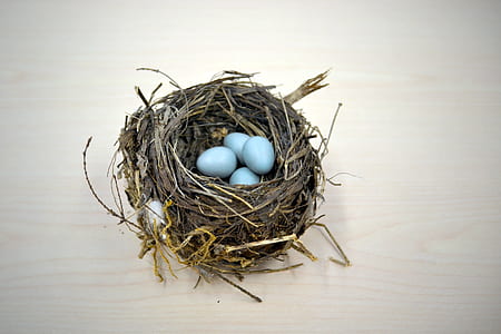 grey nest with eggs thumbnail