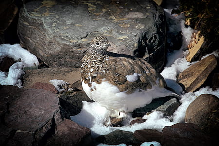 gray and white bird perching on brown rock thumbnail
